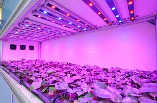Что Значит Рассеянный Свет Для Комнатных Растений Люминисцентные лампы